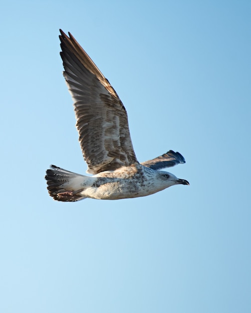 Tir vertical d'une mouette volante