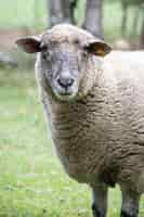 Photo gratuite tir vertical d'un mouton dans la nature