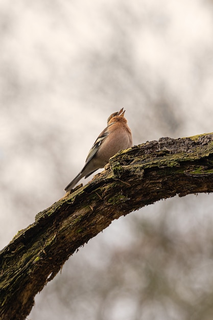 Tir vertical d'un oiseau assis sur une branche