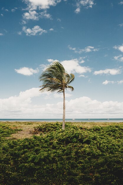 Tir vertical d'un palmier et planton sur la plage un jour nuageux venteux