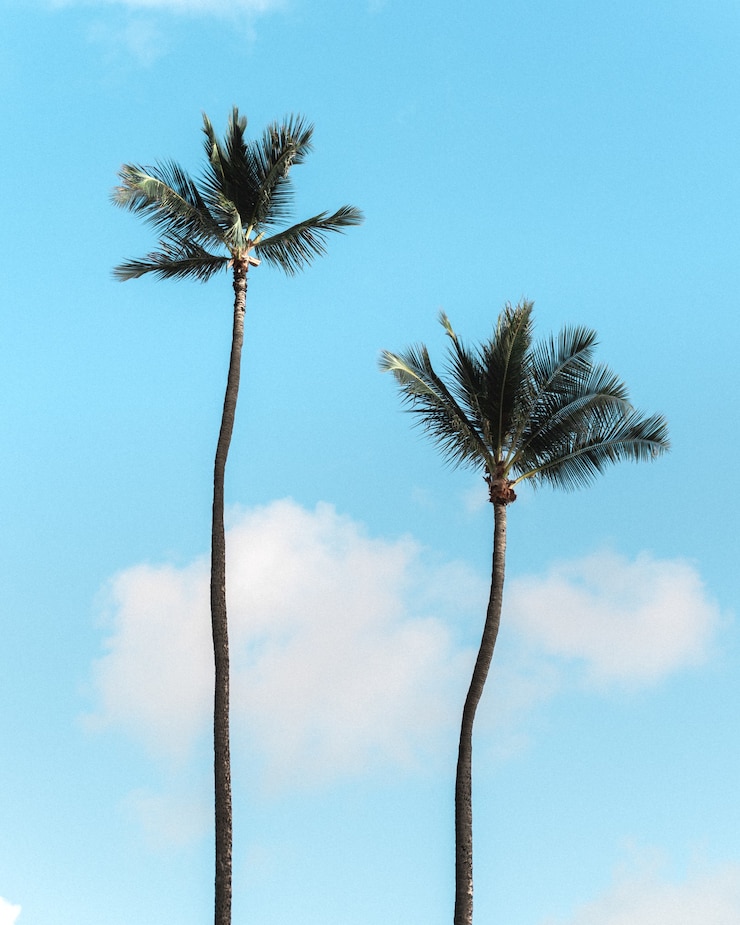 Photo gratuit tir vertical de palmiers contre le ciel bleu