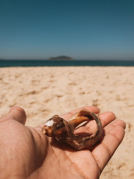 Tir vertical d'une personne tenant un coquillage, sur la plage pendant la journée