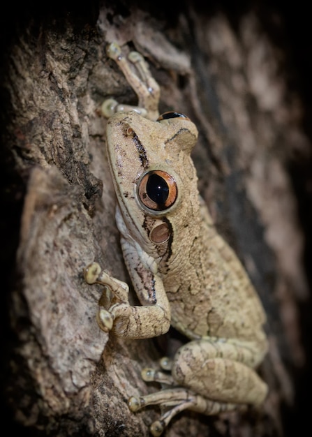 Photo gratuite tir vertical d'une petite grenouille d'arbre à oreilles de fichier sur un arbre
