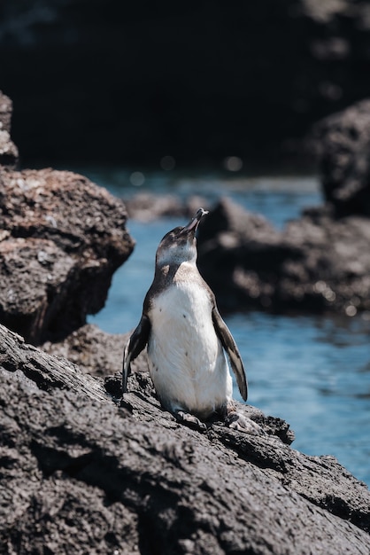 Photo gratuite tir vertical d'un pingouin sur la pierre