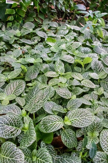 Tir vertical des plantes appelées Fittonia albivenis