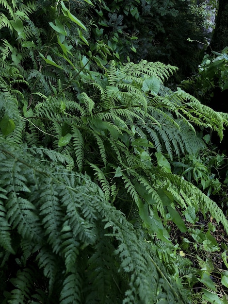 Tir vertical de plantes vertes poussant dans la forêt