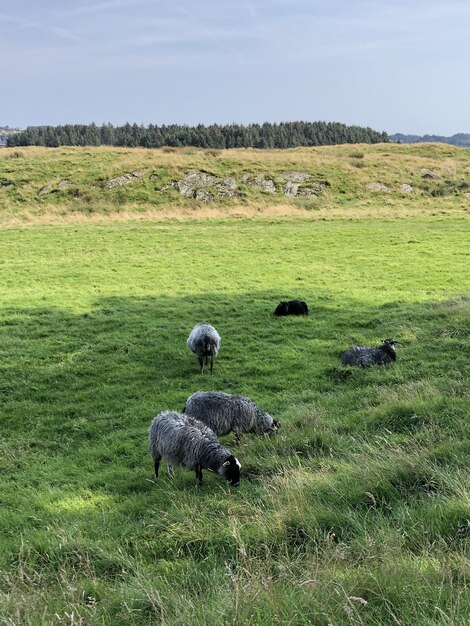 Tir vertical de plusieurs moutons paissant sur le champ vert