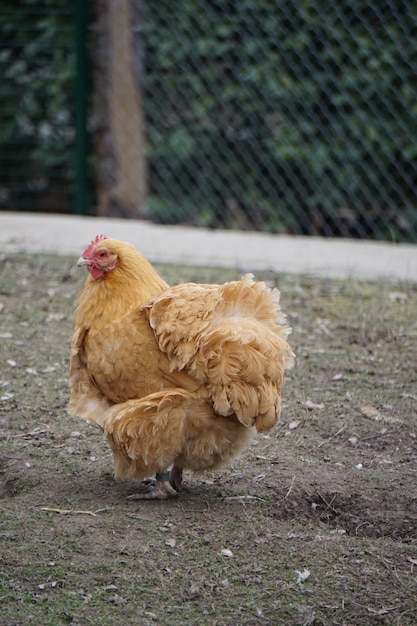 Tir vertical d'une poule brune à la ferme