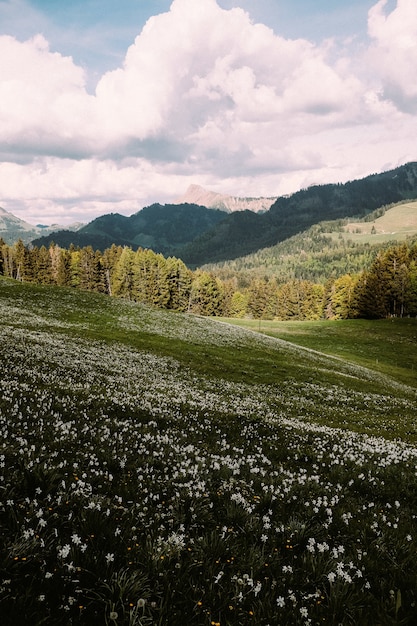 Tir vertical d'une prairie en pente avec des montagnes en arrière-plan