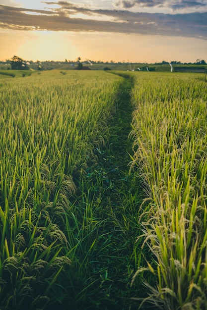 Tir vertical d'un pré au coucher du soleil capturé à Canggu Bali