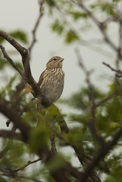 Tir vertical d'un roseau commun bruant sur l'arbre