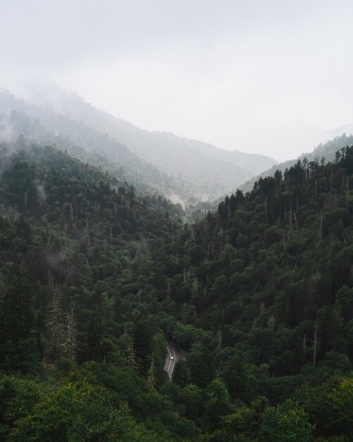 Tir vertical d'une route au milieu d'une forêt montagneuse sous le ciel brumeux