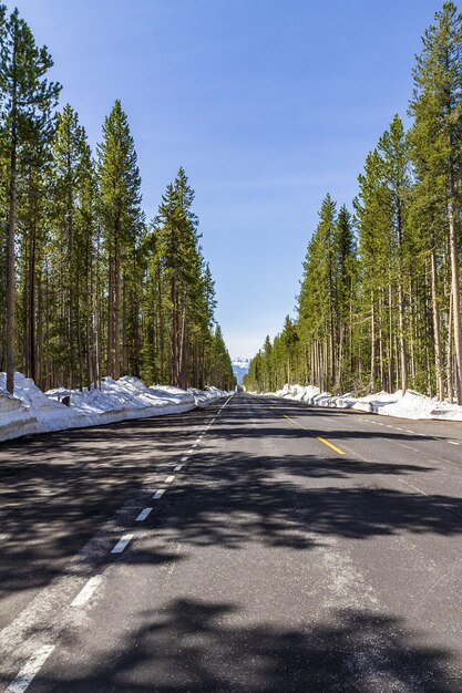 Tir vertical d'une route dans une forêt en hiver dans le Parc National de Yellowstone, USA