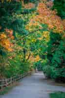 Photo gratuite tir vertical d'une route traversant de beaux arbres colorés capturés dans la journée