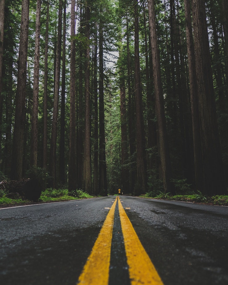 Photo gratuit tir vertical d'une route vide au milieu d'une forêt avec de grands arbres verts