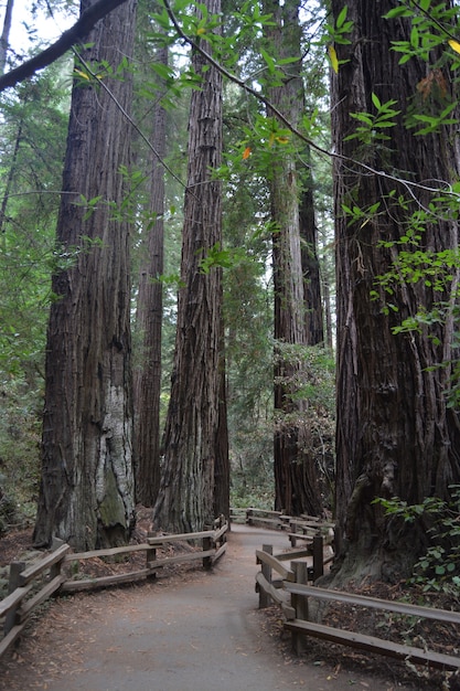 Tir vertical d'un sentier sinueux au milieu de grands arbres dans la forêt