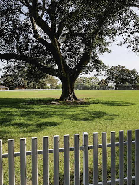 Photo gratuite tir vertical d'un seul arbre poussant dans le domaine isolé avec une clôture