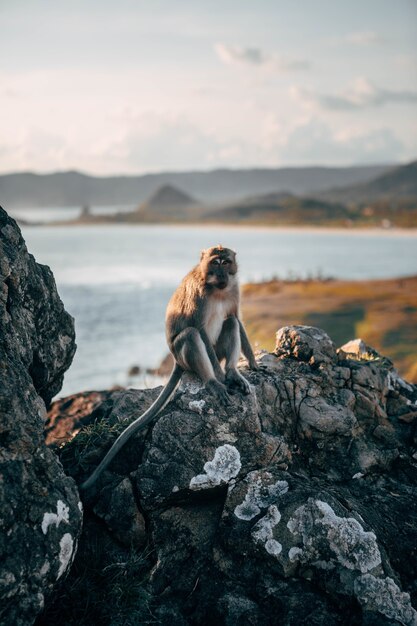 Tir vertical d'un singe assis sur le rocher avec une belle mer floue