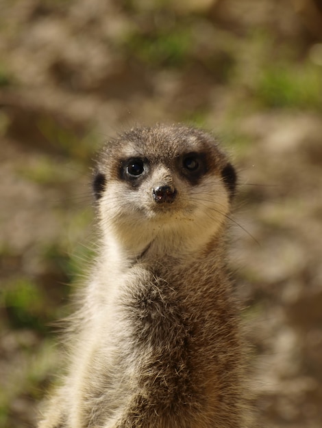 Tir vertical d'un suricate debout dans la nature