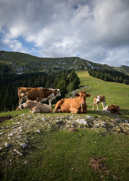 Tir vertical de vaches se promenant sous un ciel nuageux