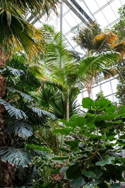 Tir vertical d'une variété d'arbres et de plantes poussant à l'intérieur de la serre