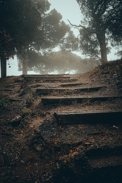 Tir vertical de vieux escaliers en pierre dans un parc un jour brumeux en automne