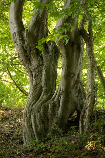 Tir vertical d'un vieux tronc d'arbre entouré de feuilles vertes pendant la journée