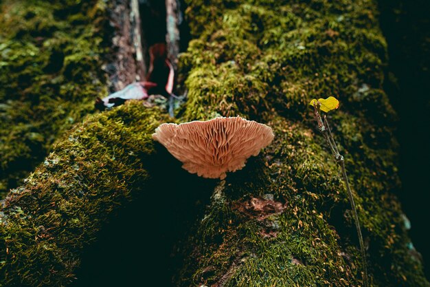 Tiré d'un champignon poussant sur une bûche moussue