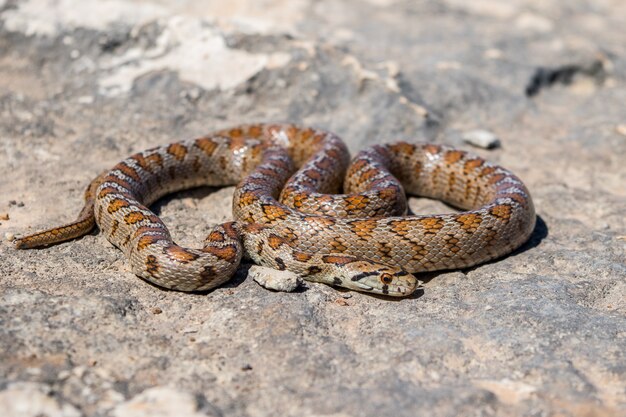 Tiré d'un serpent léopard adulte recroquevillé ou couleuvre obscure, Zamenis situla, à Malte