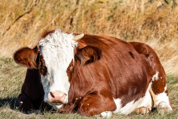 Tiré d'une vache brune avec une corne