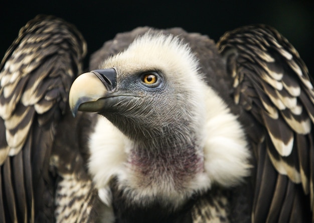 Photo gratuite tiré d'un vautour fauve sur fond noir