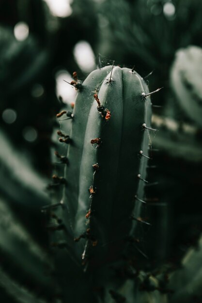 Toile d&#39;araignée sur une plante de cactus