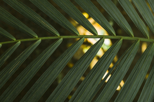 Photo gratuite toile de fond de feuille de palmier