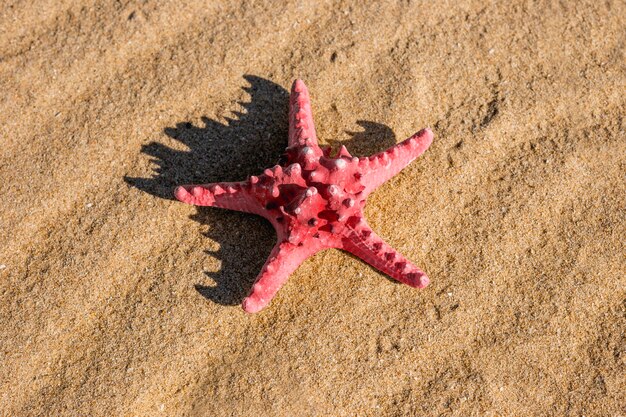 Étoile de mer rose sur la plage de sable fin