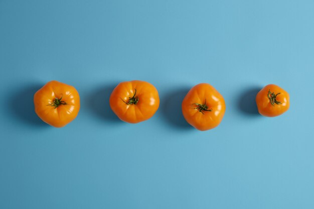 Tomates anciennes jaunes mûres juteuses avec des tiges vertes isolées sur fond bleu. Vue d'en-haut. De délicieux légumes frais de saison récoltés dans le jardin. Alimentation biologique. Mise en page créative.