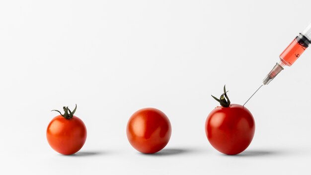 Tomates cerises alimentaires modifiées chimiques OGM