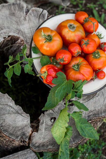 Tomates fraîches à angle élevé sur tronc d'arbre