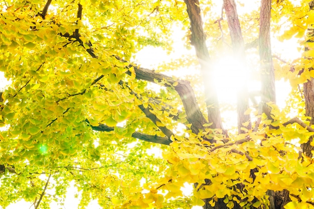 Photo gratuite tomber les rayons de soleil forêt parc calme