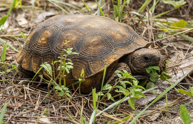 tortue appréciant son déjeuner sous la lumière