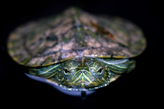 Tortue brésilienne gros plan sur la réflexion Tortue brésilienne gros plan sur l'eau