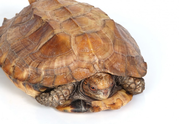 Photo gratuite tortue dans sa coquille