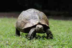 Photo gratuite tortue éperonnée africaine dans l'herbe