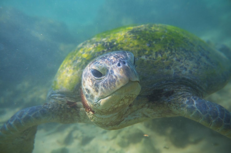 Photo gratuit tortue