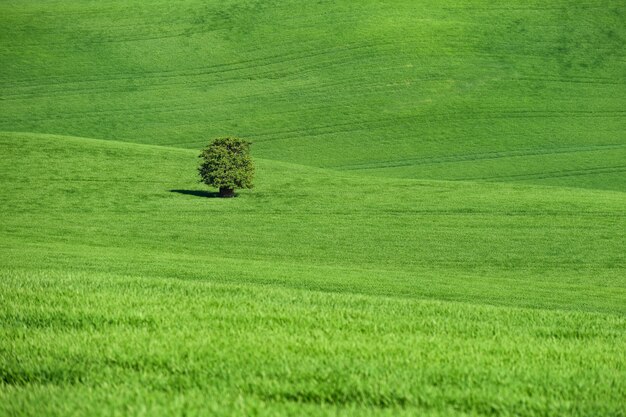 Toscane morave - magnifique paysage de printemps dans le sud de la Moravie près de la ville de Kyjov. République tchèque - E
