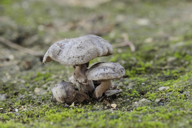 Touffe de trois champignons Lyophyllum littorina