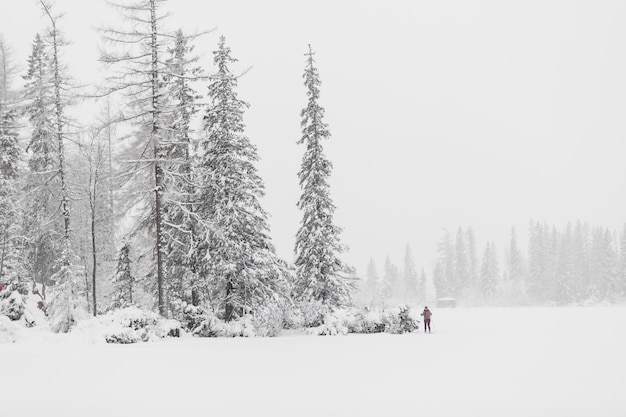 Touriste dans les bois d&#39;hiver