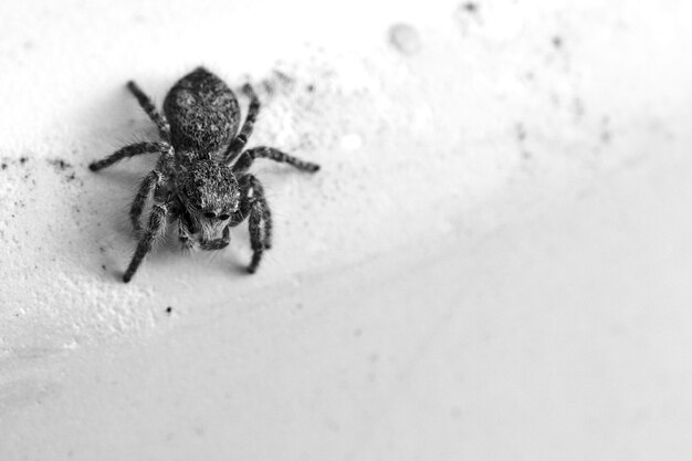 Tourné en niveaux de gris d'un petit dendryphantes sur un mur sous les lumières