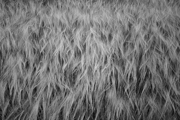 Photo gratuite tourné en niveaux de gris des plants de céréales d'orge poussant dans le champ