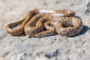 Photo gratuite tourné d'un serpent léopard adultes recroquevillé ou serpent ratier européen, zamenis situla, à malte