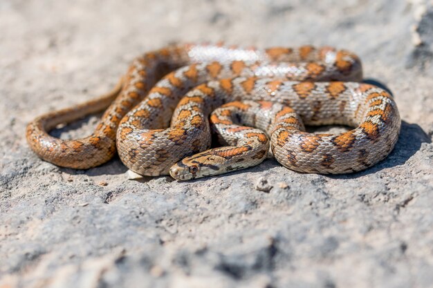 Tourné d'un serpent léopard adultes recroquevillé ou serpent ratier européen, Zamenis situla, à Malte